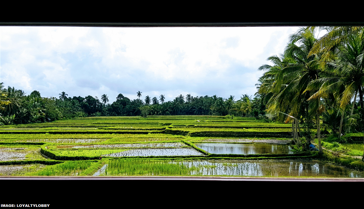 Bali-Indonesia-Rice-Fields.png