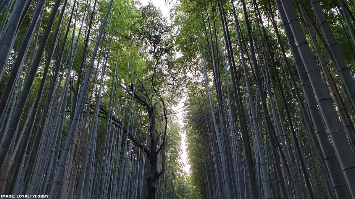 Japan-Bamboo-Forest.png